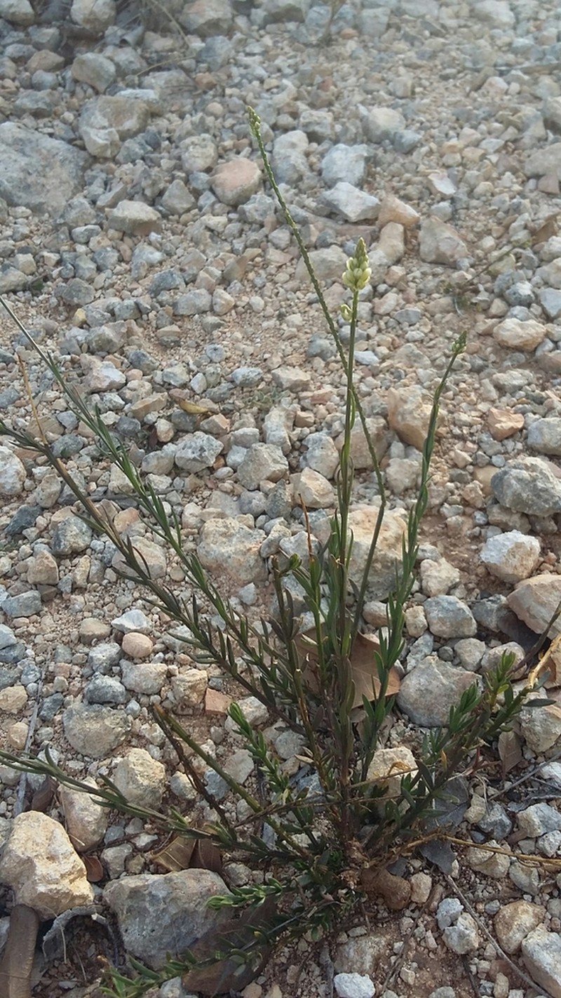 West Indian Milkwort photo 5