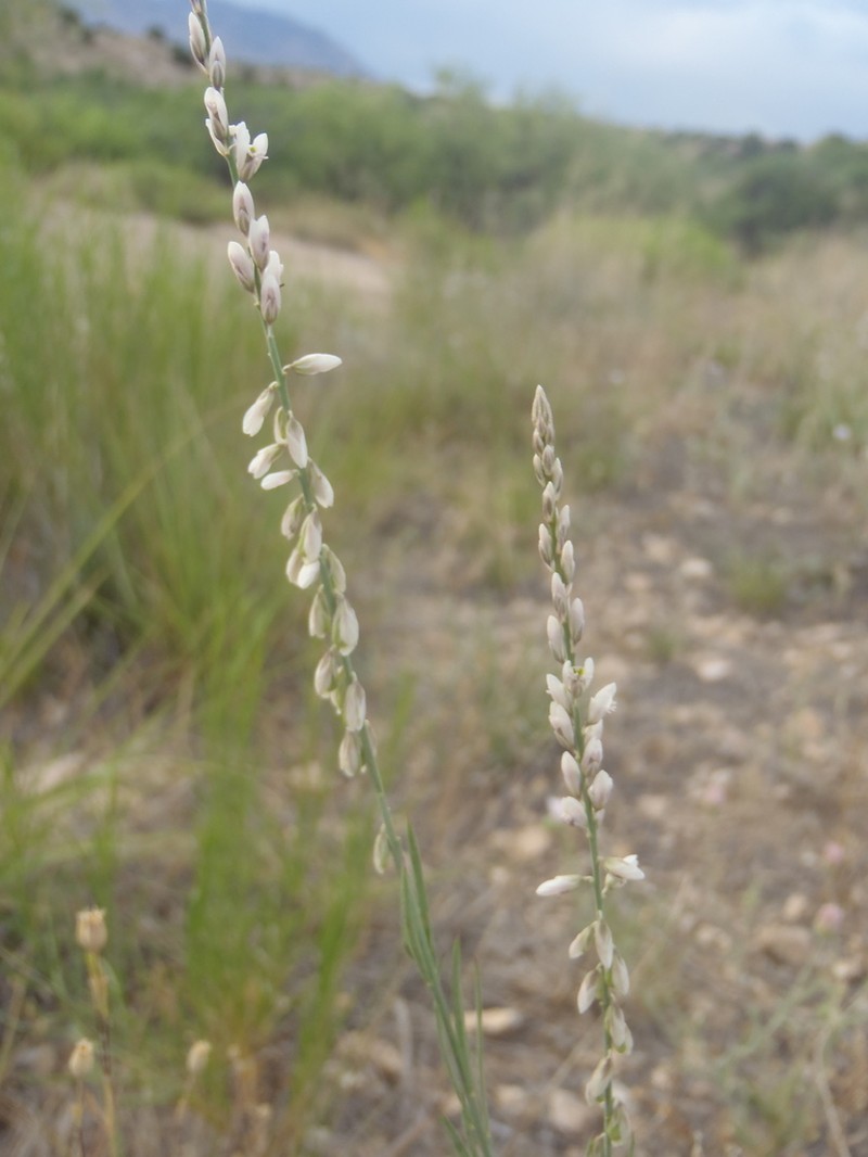 Winged Milkwort