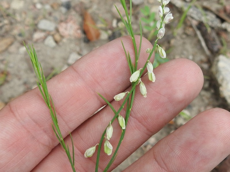Winged Milkwort photo 2