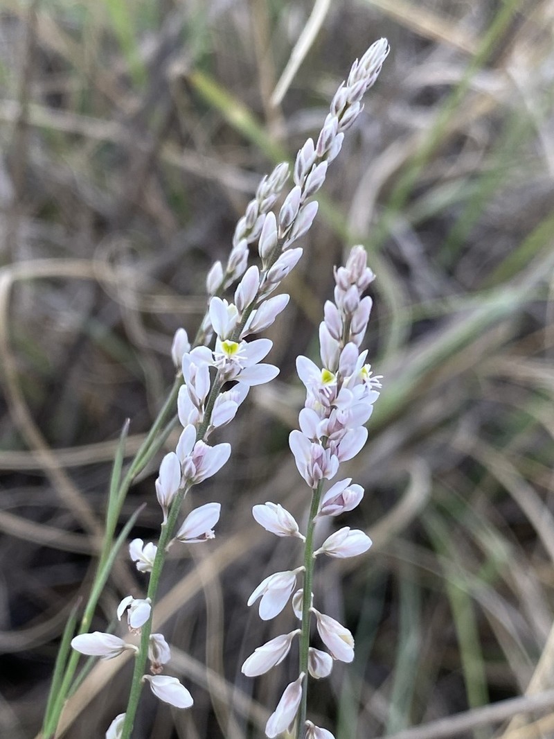 Winged Milkwort photo 3