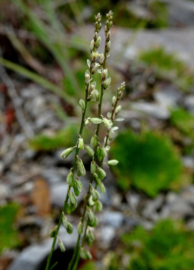 Winged Milkwort photo 4