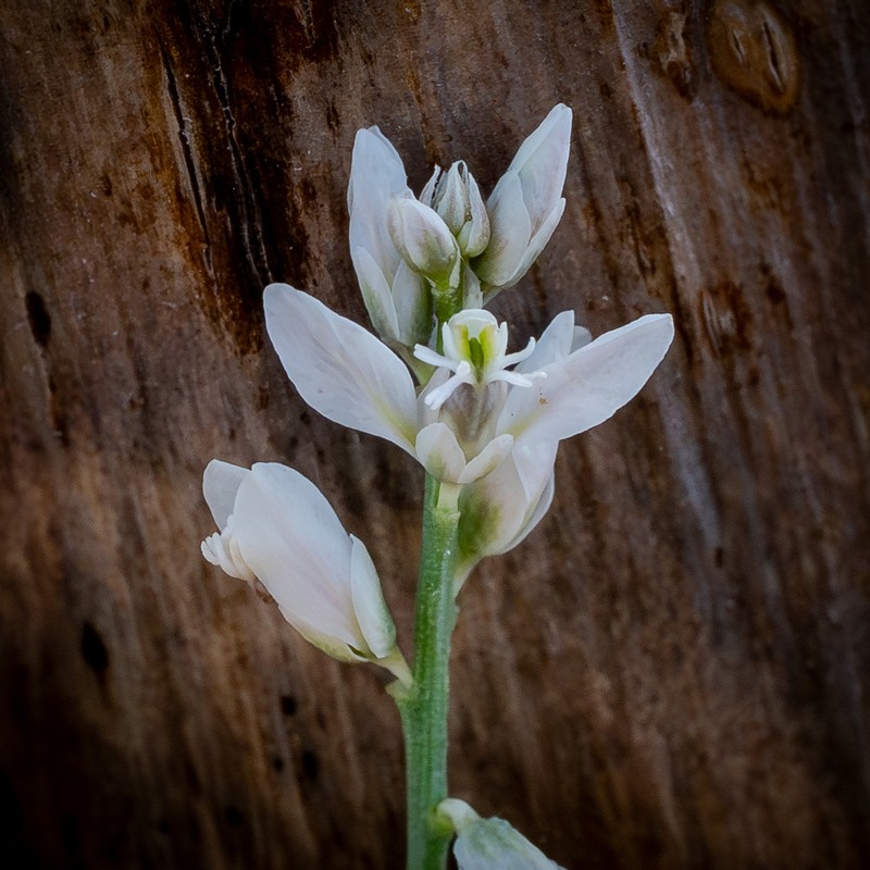 Winged Milkwort photo 5