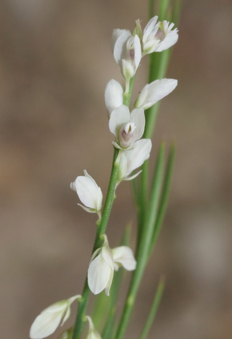 Winged Milkwort photo 6