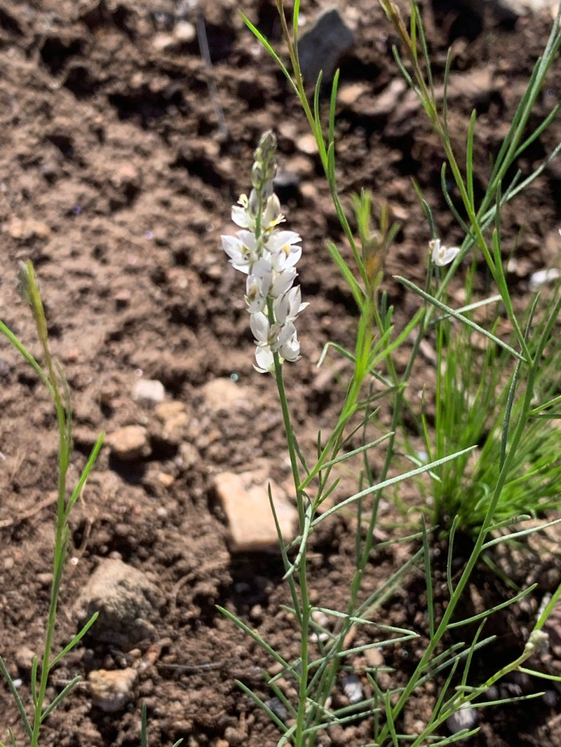 Senega hieronymi