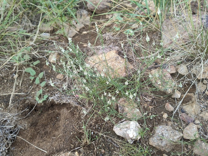 Senega hieronymi photo 2