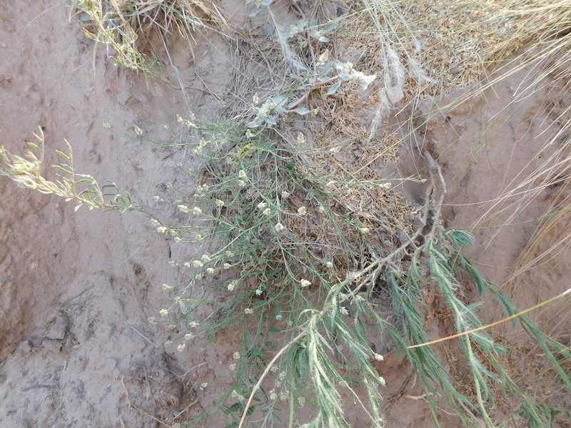 Senega hieronymi photo 3