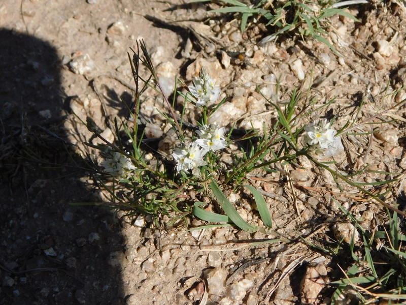 Senega hieronymi photo 4