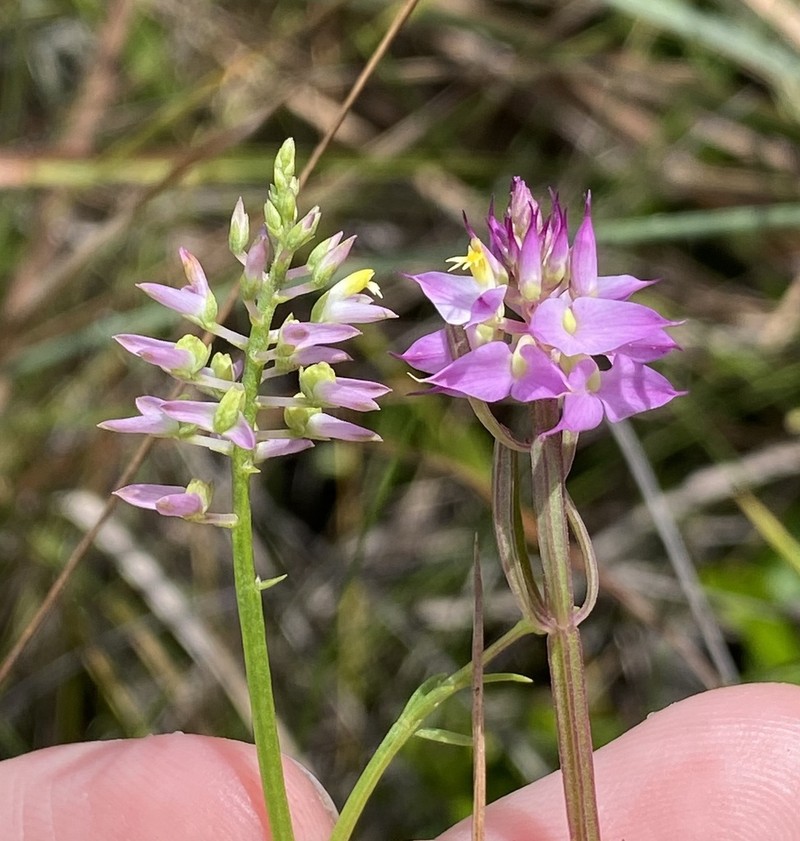 Hooker's Milkwort
