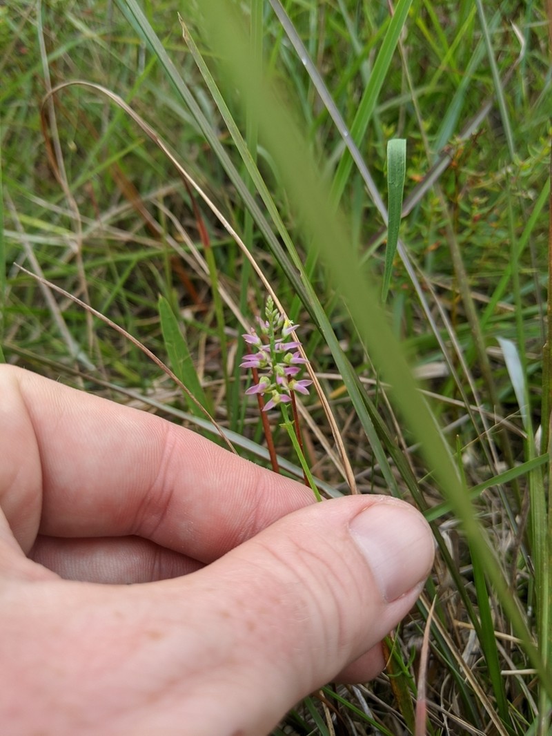 Hooker's Milkwort photo 2