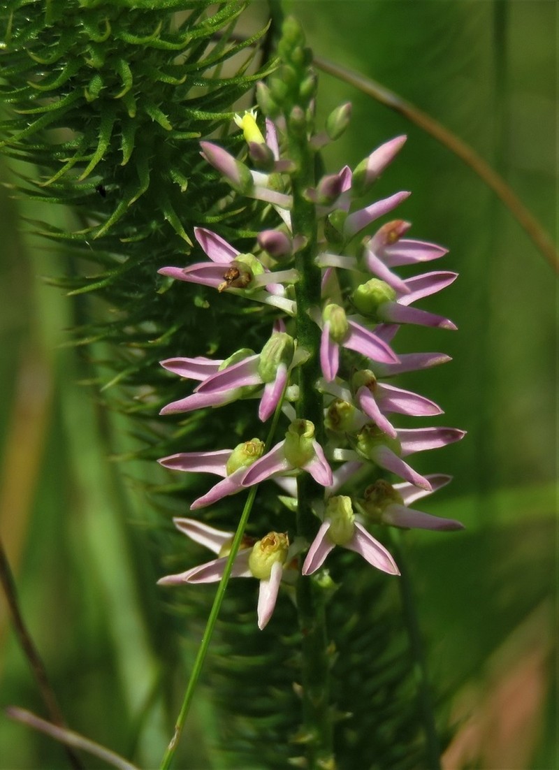 Hooker's Milkwort photo 3