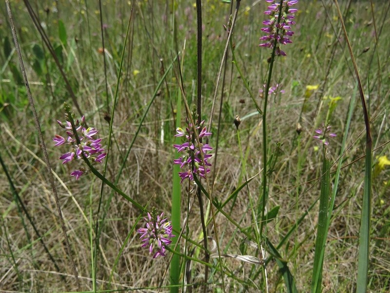 Hooker's Milkwort photo 4