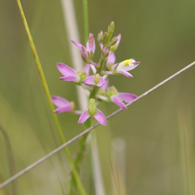 Hooker's Milkwort photo 5