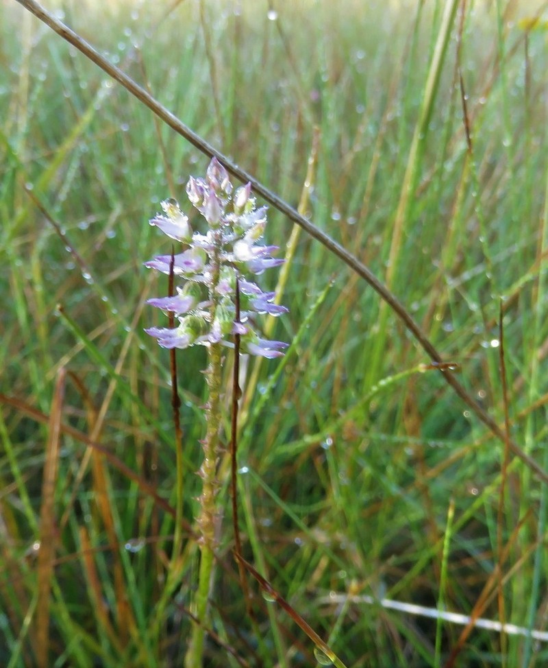 Hooker's Milkwort photo 6