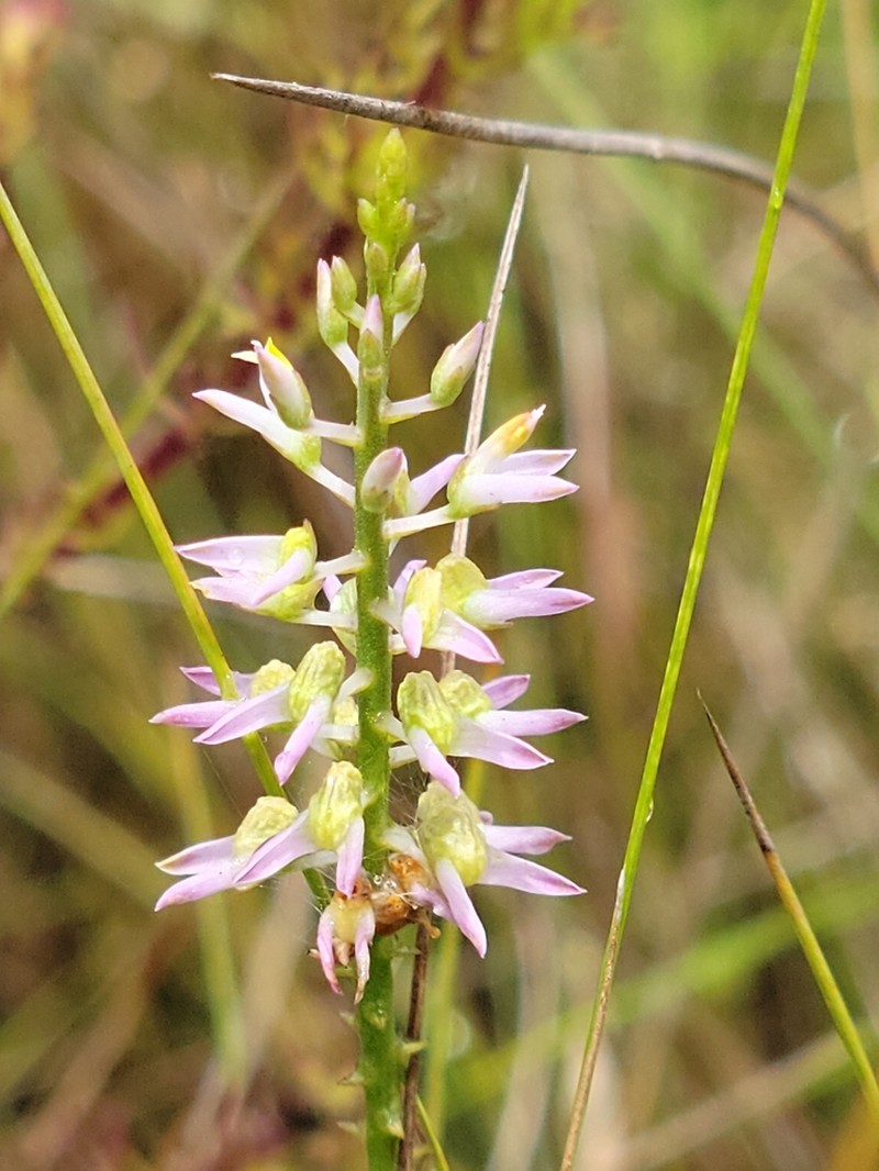 Hooker's Milkwort photo 7