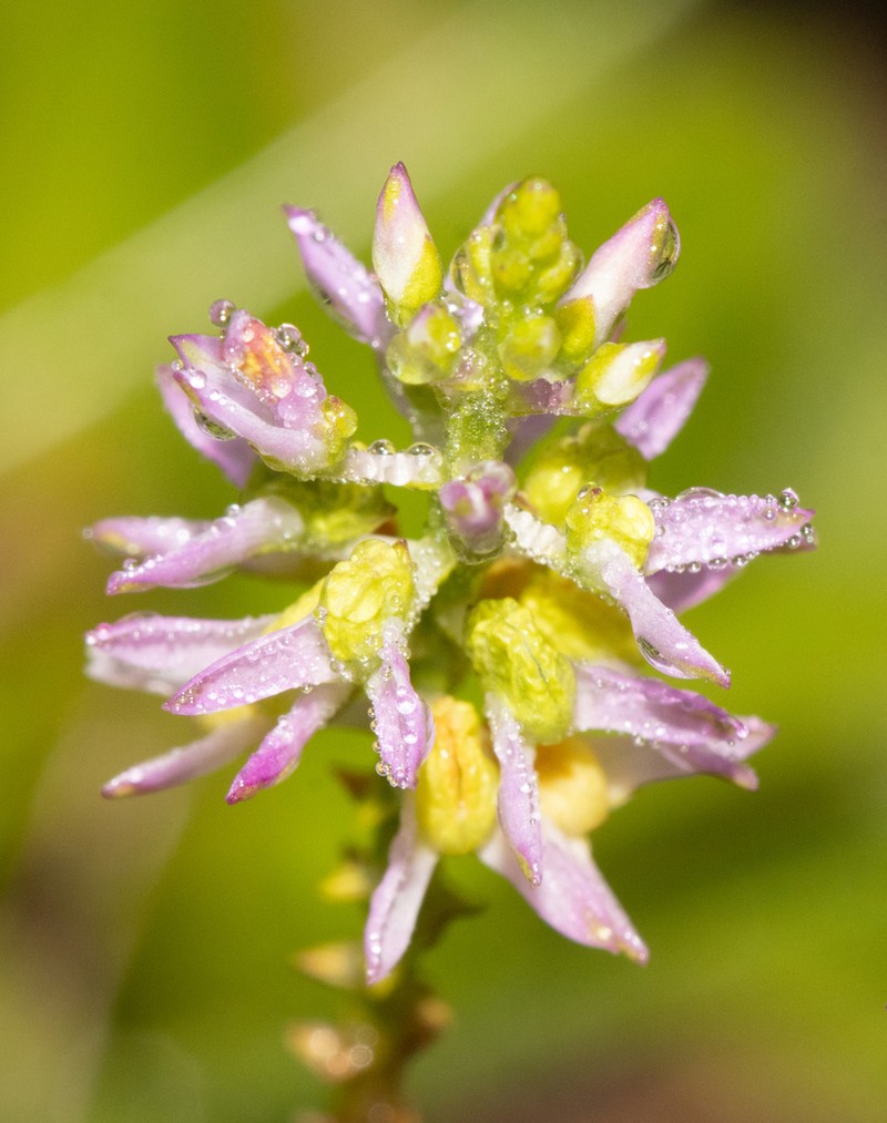 Hooker's Milkwort photo 8