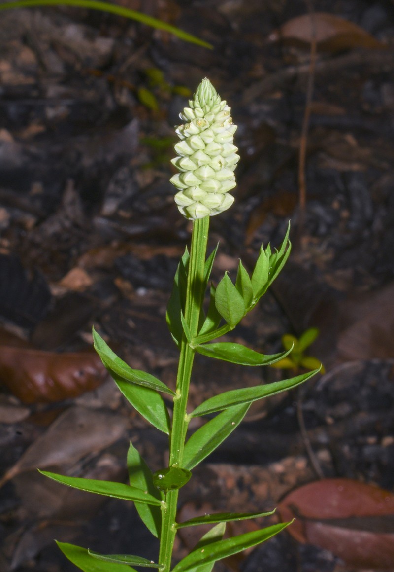 Senega hygrophila