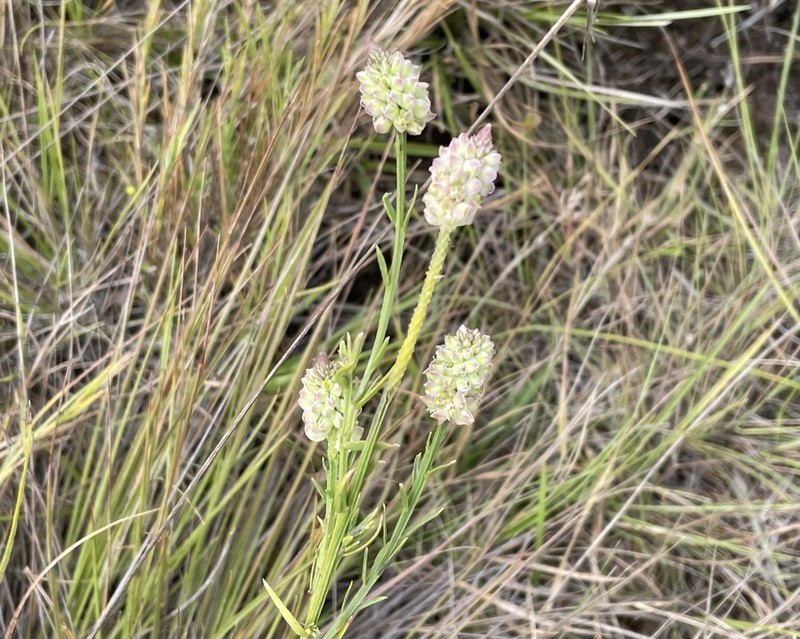 Senega hygrophila photo 2