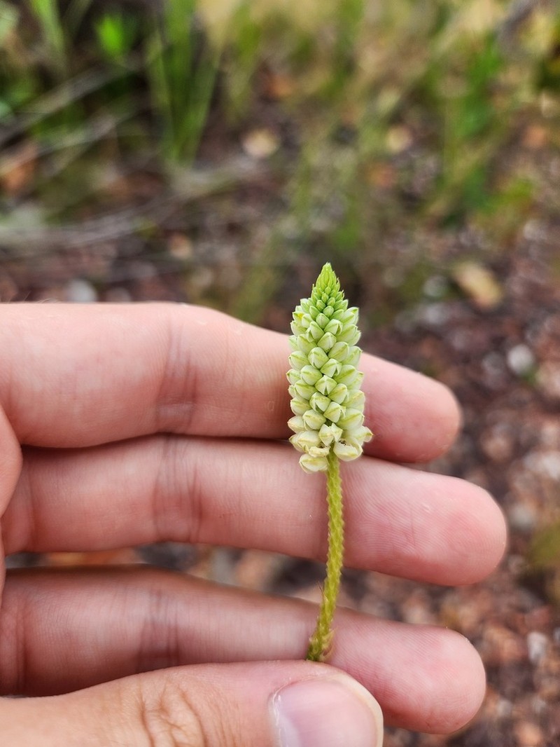 Senega hygrophila photo 3