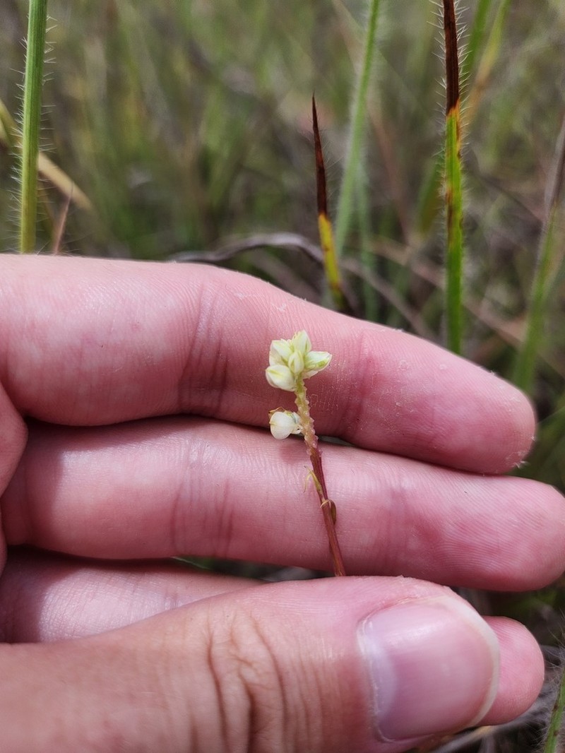 Senega hygrophila photo 4