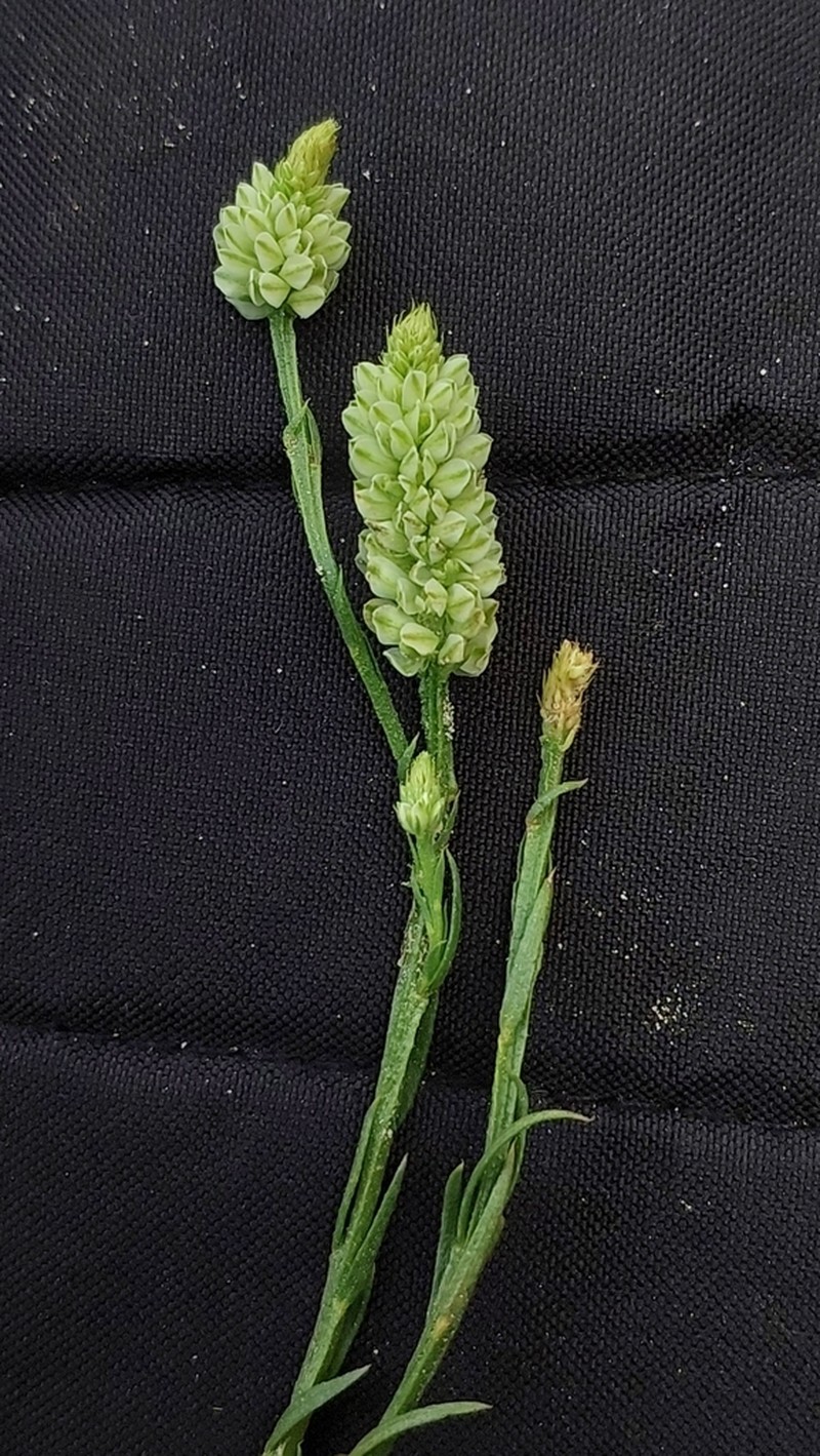 Senega hygrophila photo 5