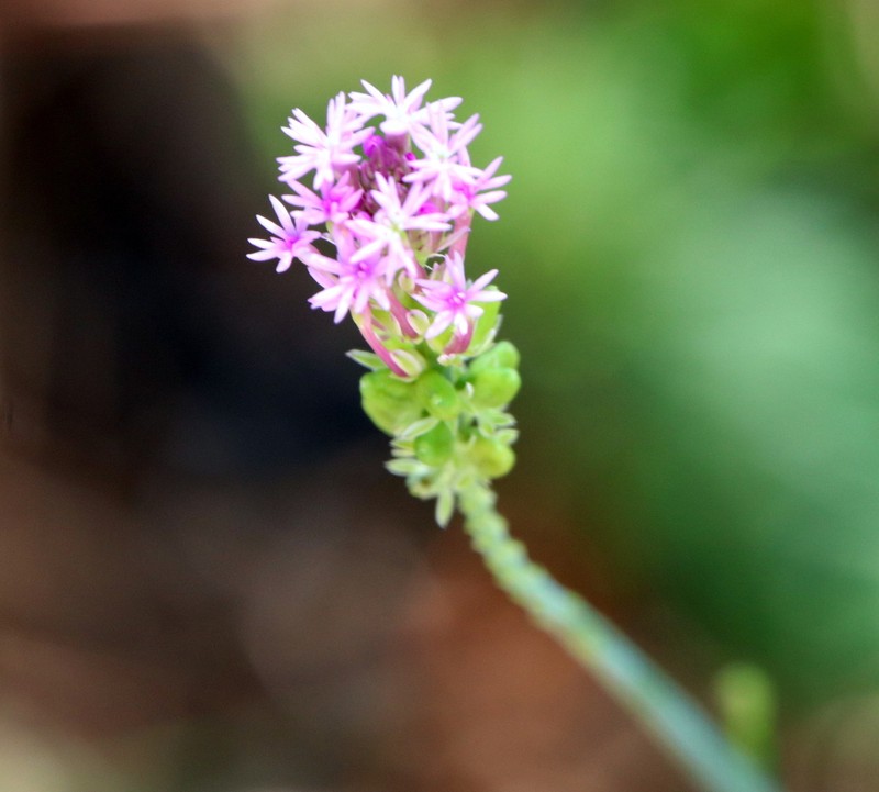 Procession Flower