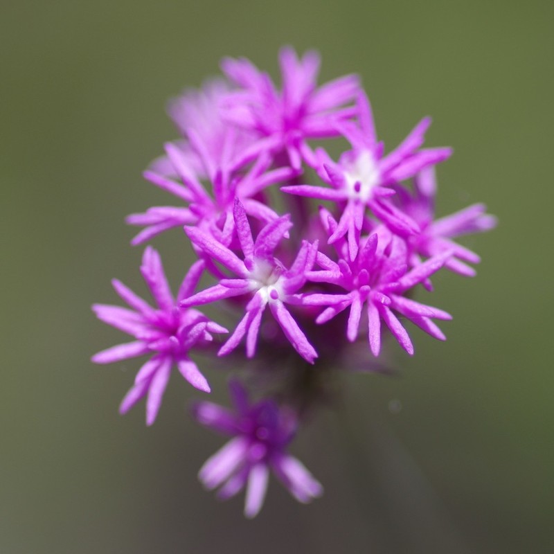 Procession Flower photo 3