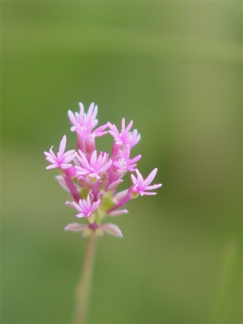Procession Flower photo 4