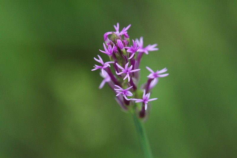 Procession Flower photo 6