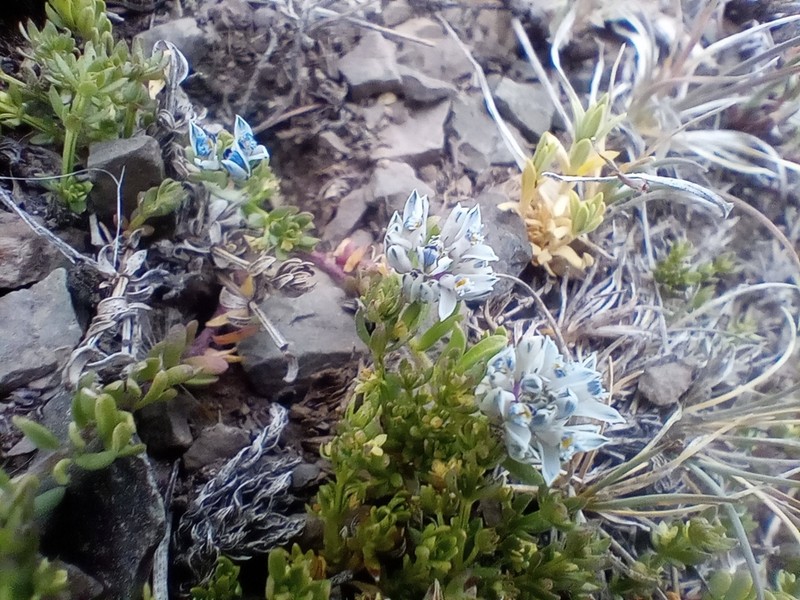 Senega kurtzii photo 2