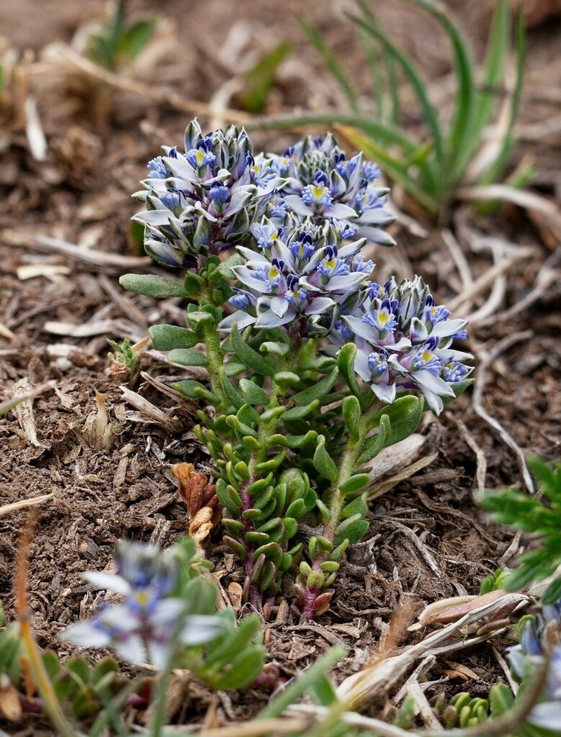 Senega kurtzii photo 3