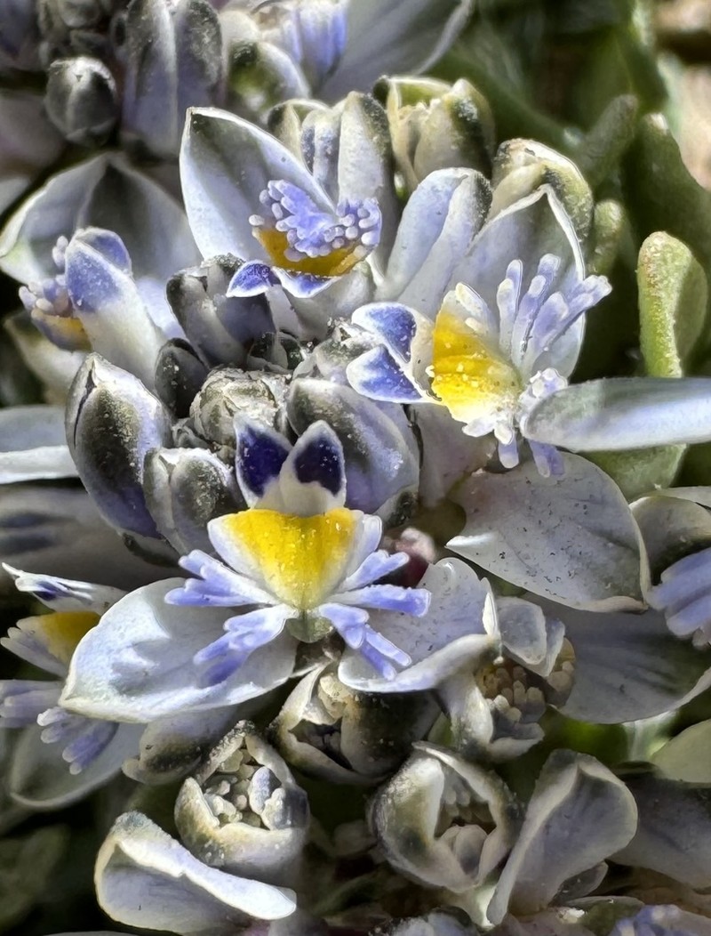 Senega kurtzii photo 6