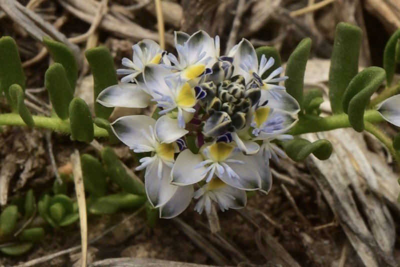 Senega kurtzii photo 8