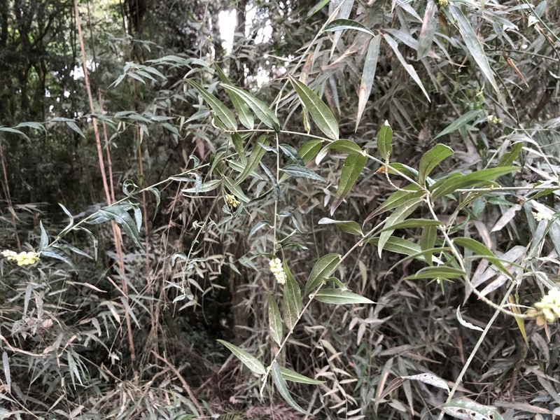 Senega lancifolia
