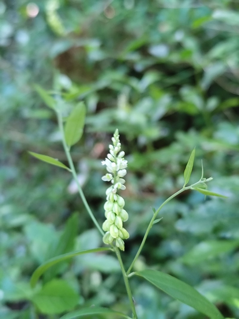 Senega lancifolia photo 2