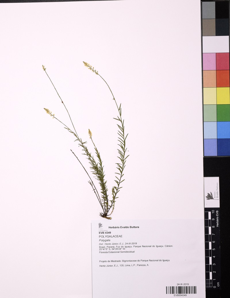 Senega laxiflora