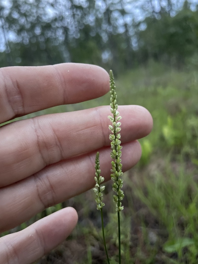 Georgia Milkwort photo 2