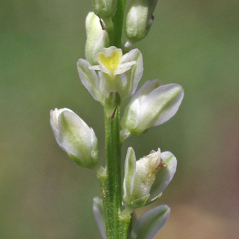 Georgia Milkwort photo 3