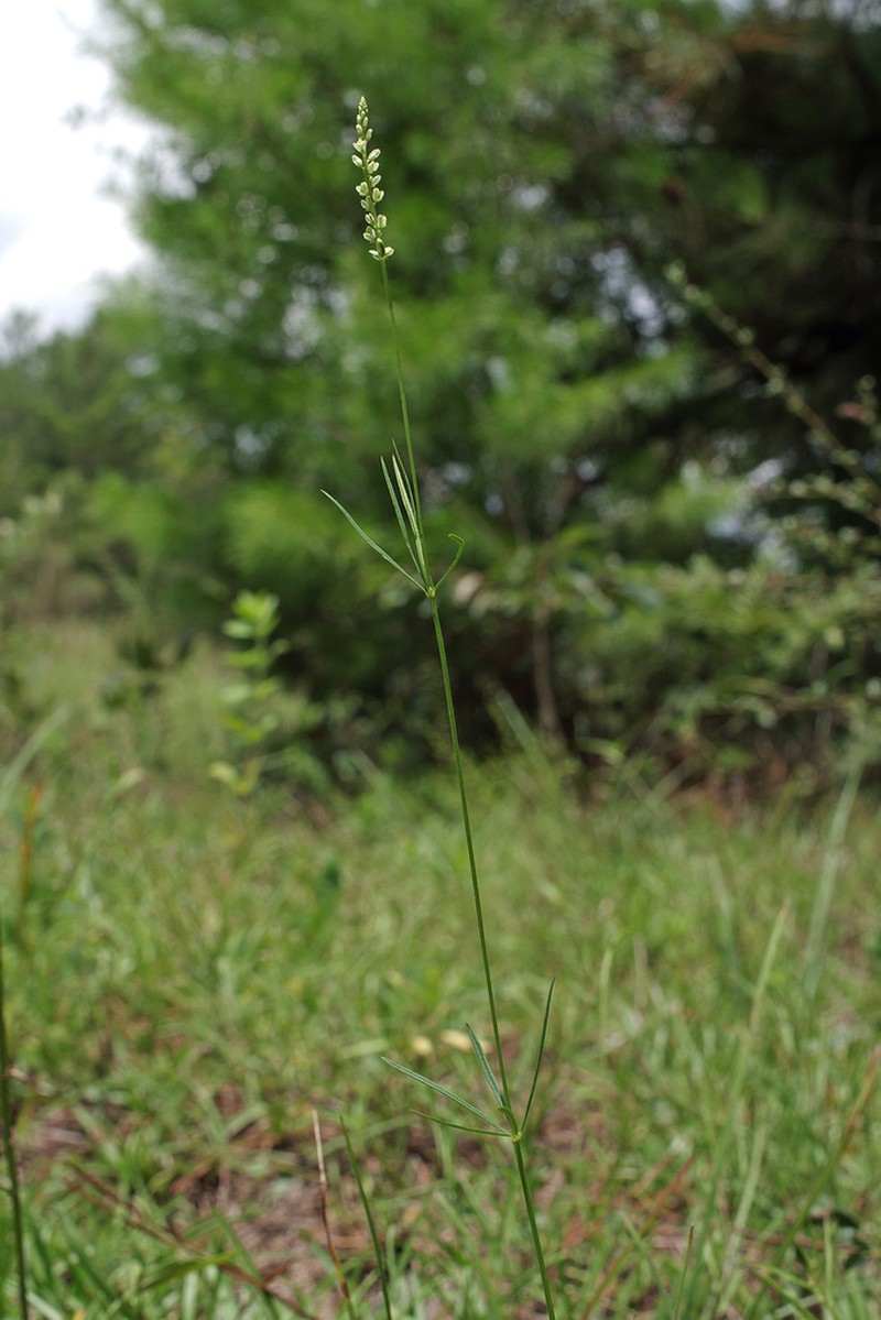 Georgia Milkwort photo 4