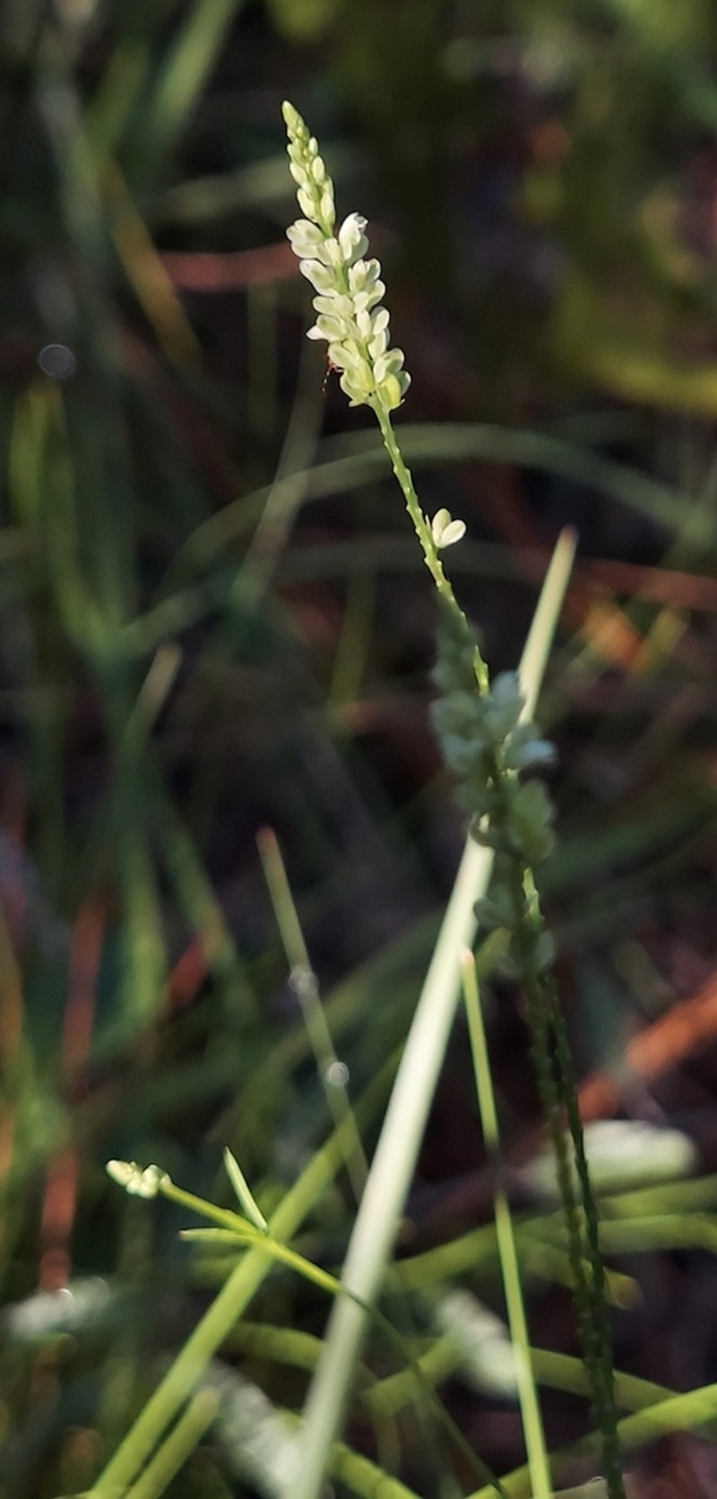 Georgia Milkwort photo 5