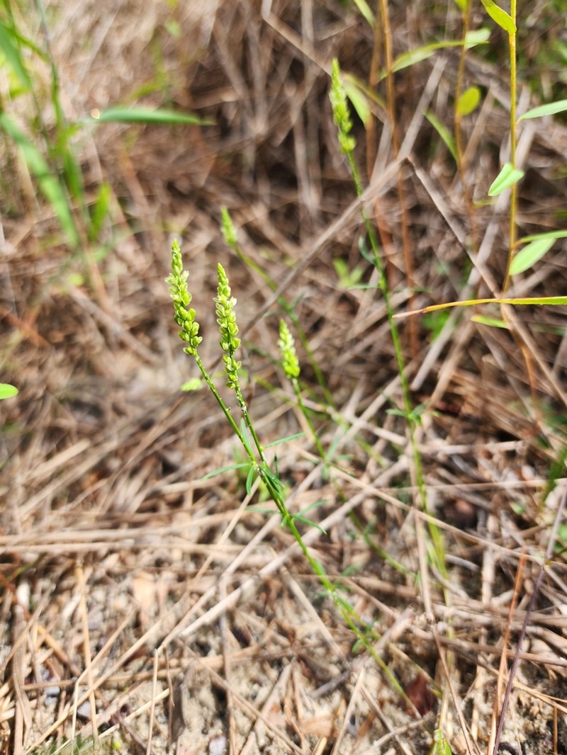 Georgia Milkwort photo 6