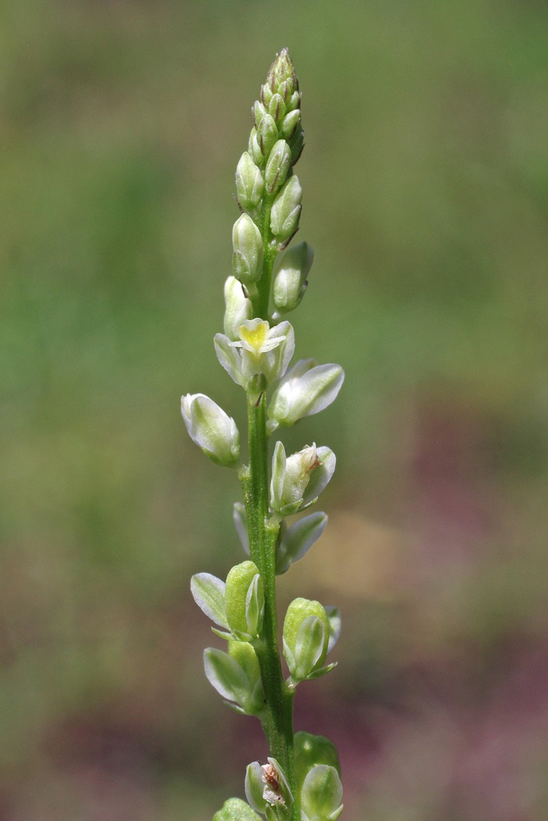 Georgia Milkwort photo 7