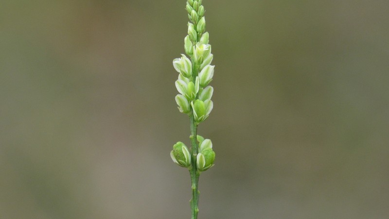 Georgia Milkwort photo 8