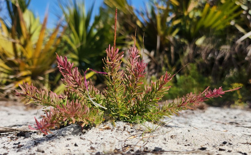 Lewton's Milkwort