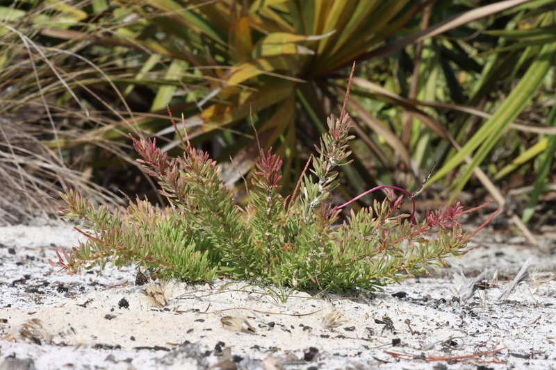 Lewton's Milkwort photo 2