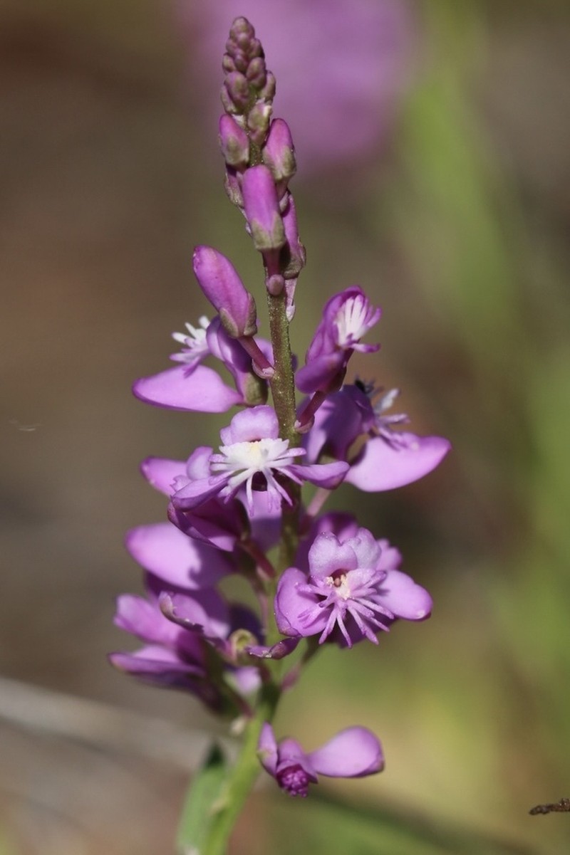 Lewton's Milkwort photo 3