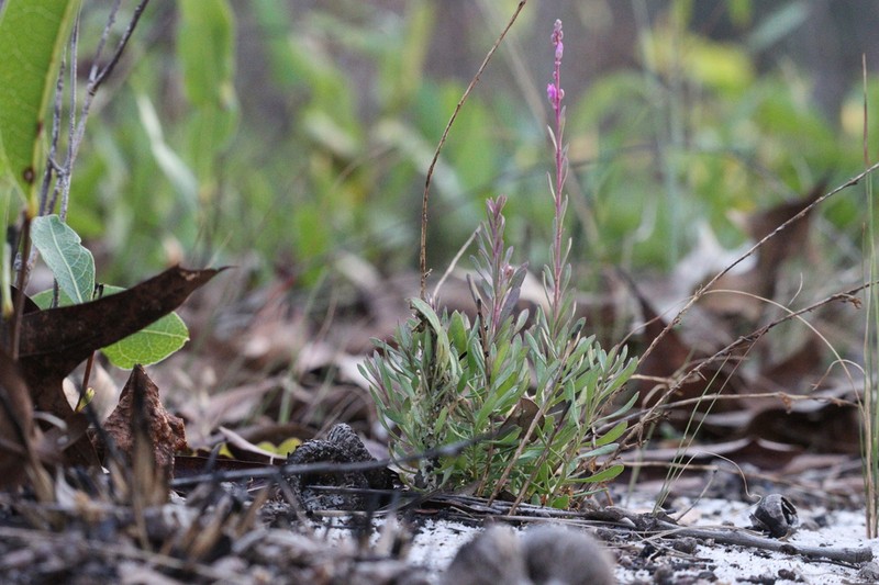 Lewton's Milkwort photo 4