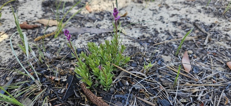 Lewton's Milkwort photo 5