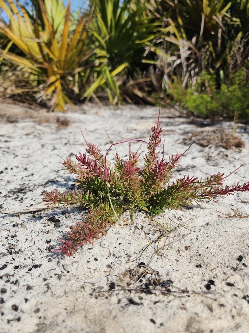 Lewton's Milkwort photo 6