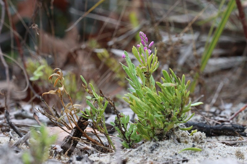 Lewton's Milkwort photo 7