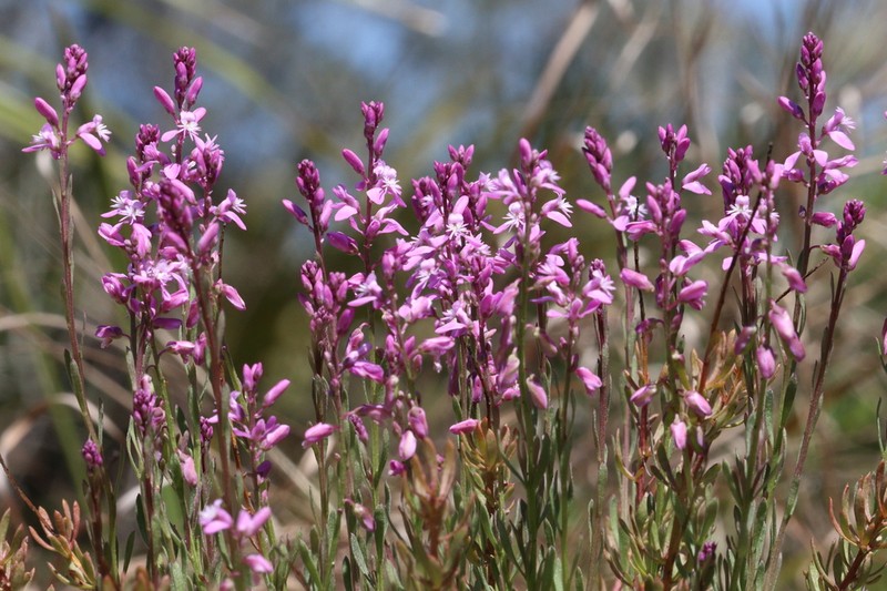 Lewton's Milkwort photo 8